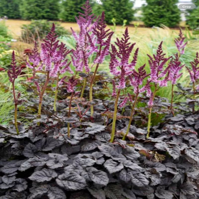 ‘Dark Side of the Moon’Astilbe hybrid