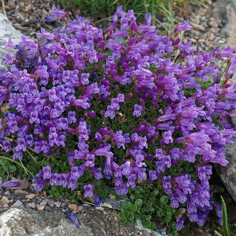 davidson-s-penstemon Davidson’s Penstemon