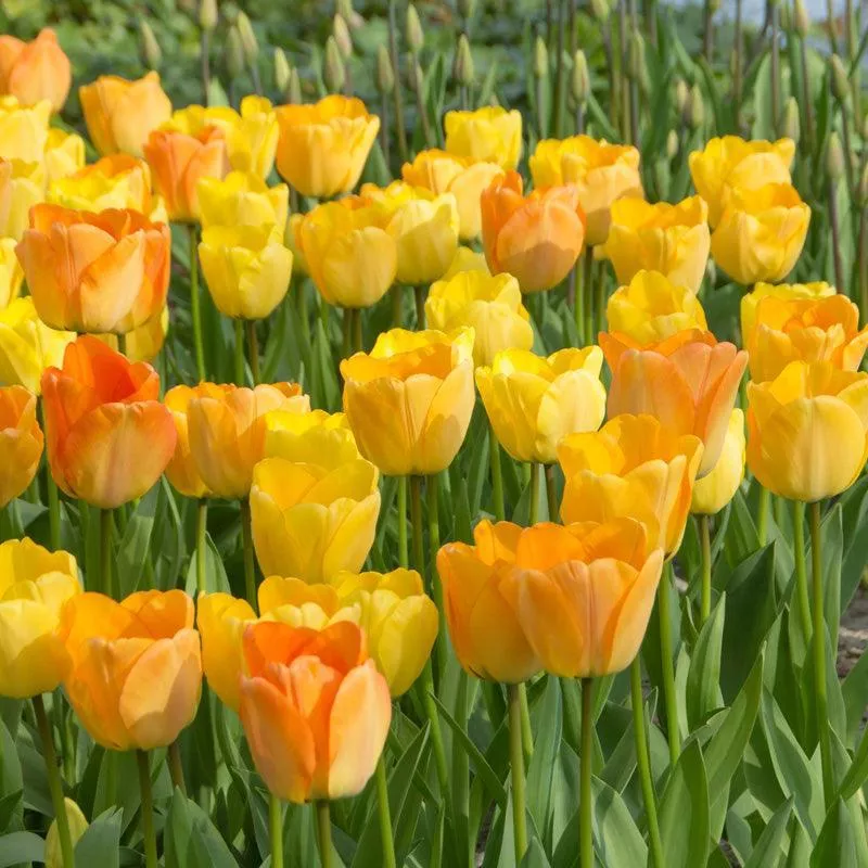 “Daydream” Tulip Bulbs (Pack of 8)