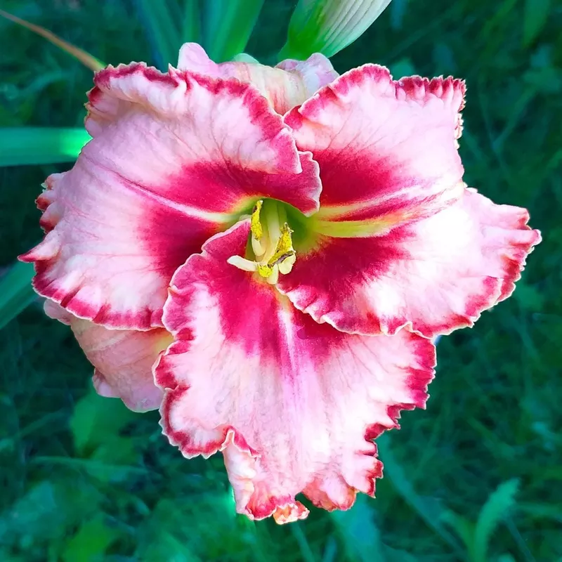 daylily-lies-lipstick Daylily Lies and Lipstick