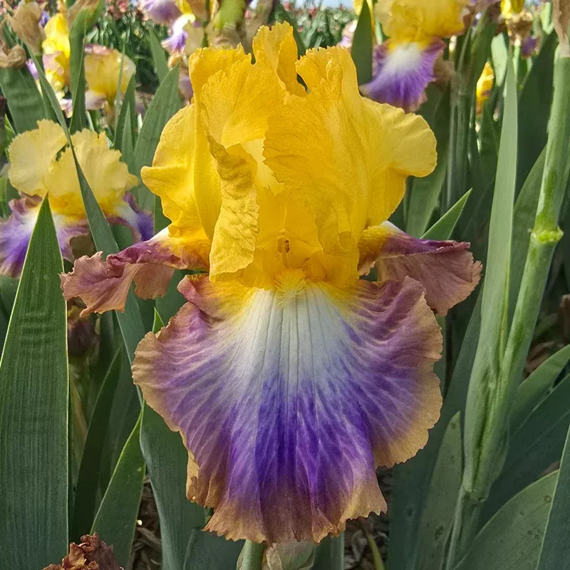 definition-reblooming-bearded-iris Definition Reblooming Bearded Iris