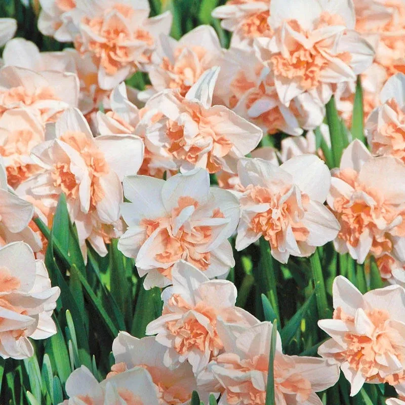 delnashaugh-daffodil-super-sak Delnashaugh Daffodil Super Sak