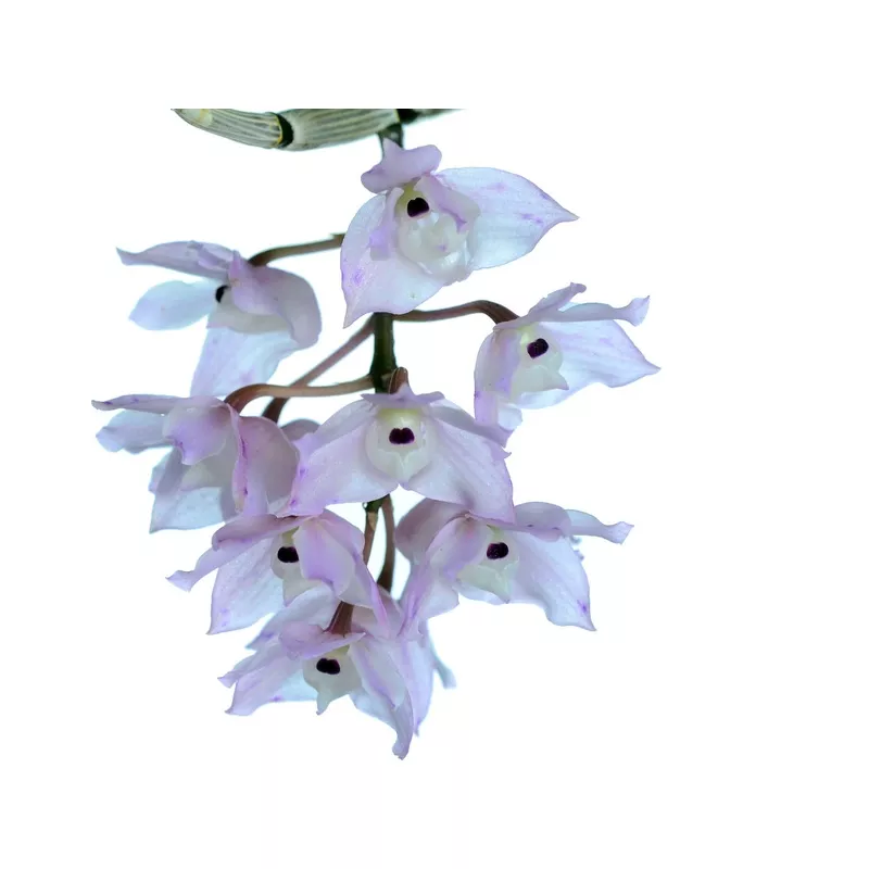 dendrobium-linguella Dendrobium linguella