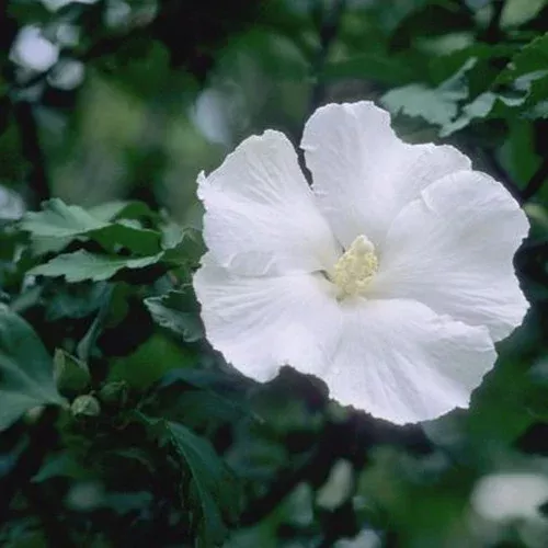 diana-rose-sharon Diana Rose of Sharon