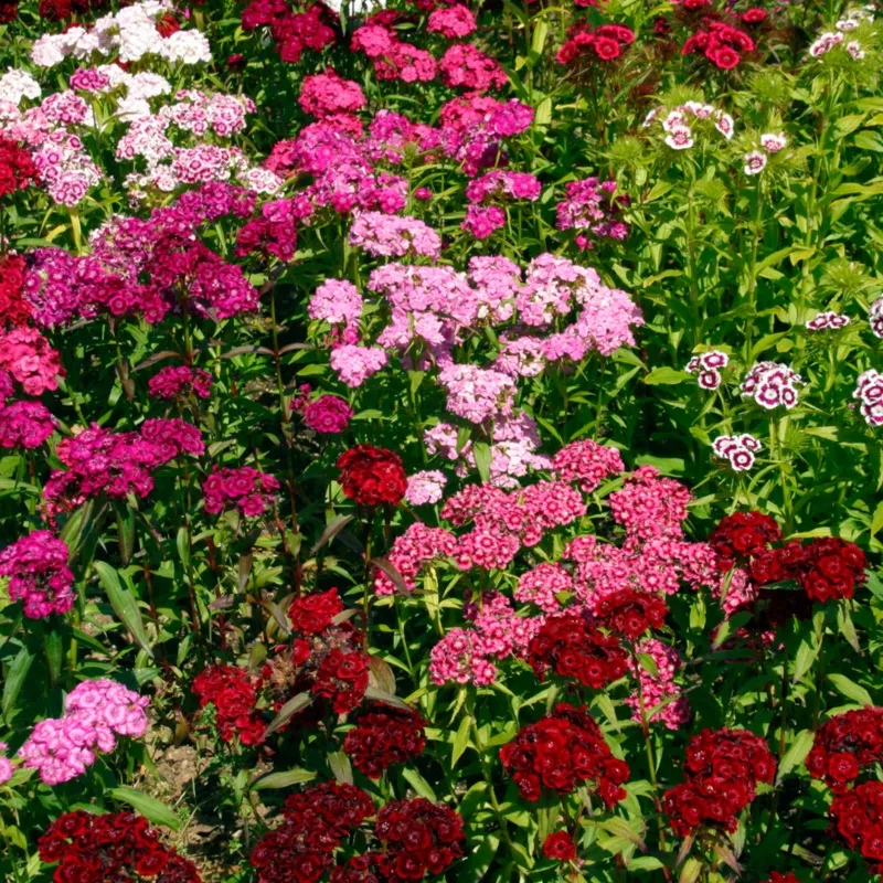 dianthus-festival-growers-selection Dianthus Festival Growers selection