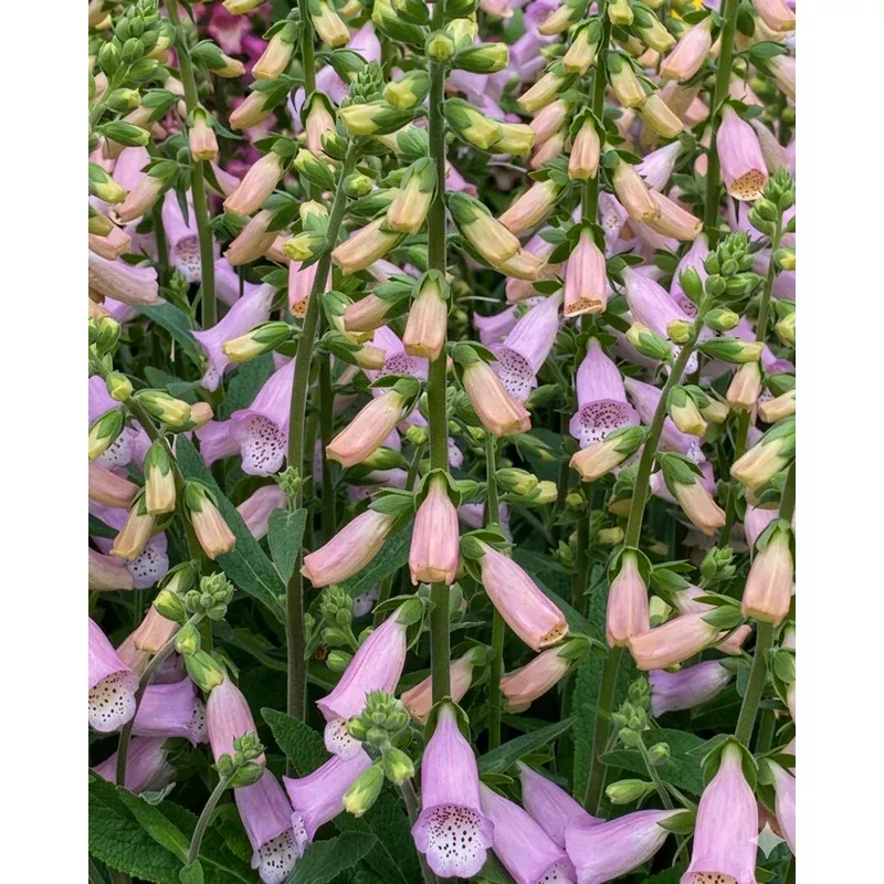 Digitalis ‘Lucas Light Pink’