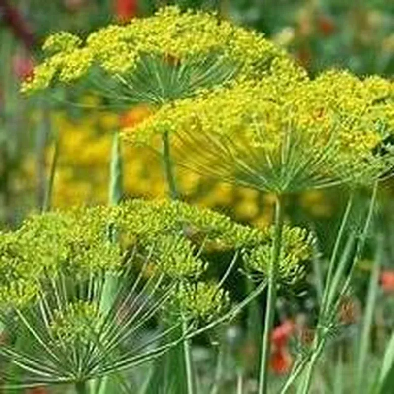 dill-ambrosia Dill Ambrosia