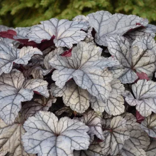 dolce-frosted-berry-coral-bells Dolce Frosted Berry Coral Bells