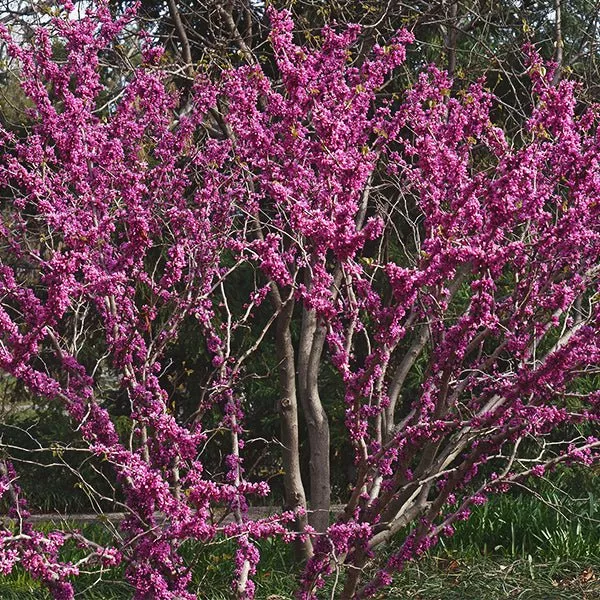 don-egolf-chinese-redbud-tree Don Egolf Chinese Redbud Tree