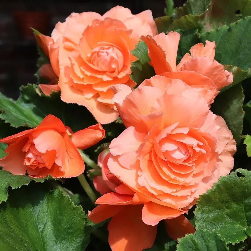 double-begonia-salmon Double Begonia – Salmon