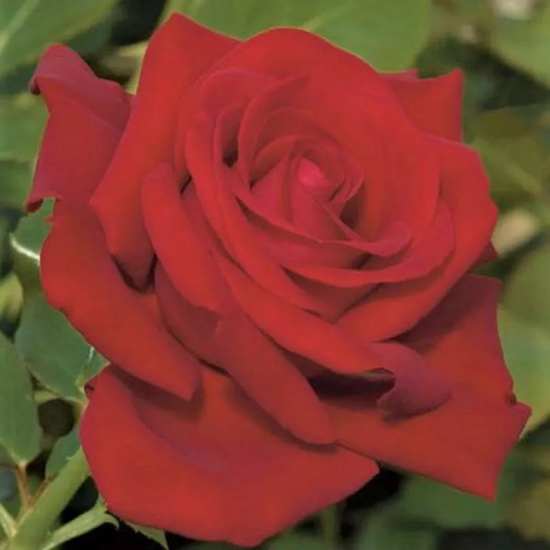 drop-dead-red-floribunda-rose Drop Dead Red Floribunda Rose