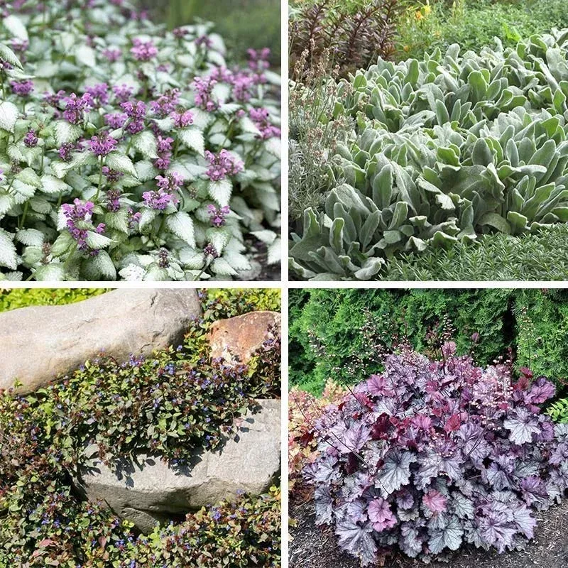 dry-shade-groundcover-collection Dry Shade Groundcover Collection