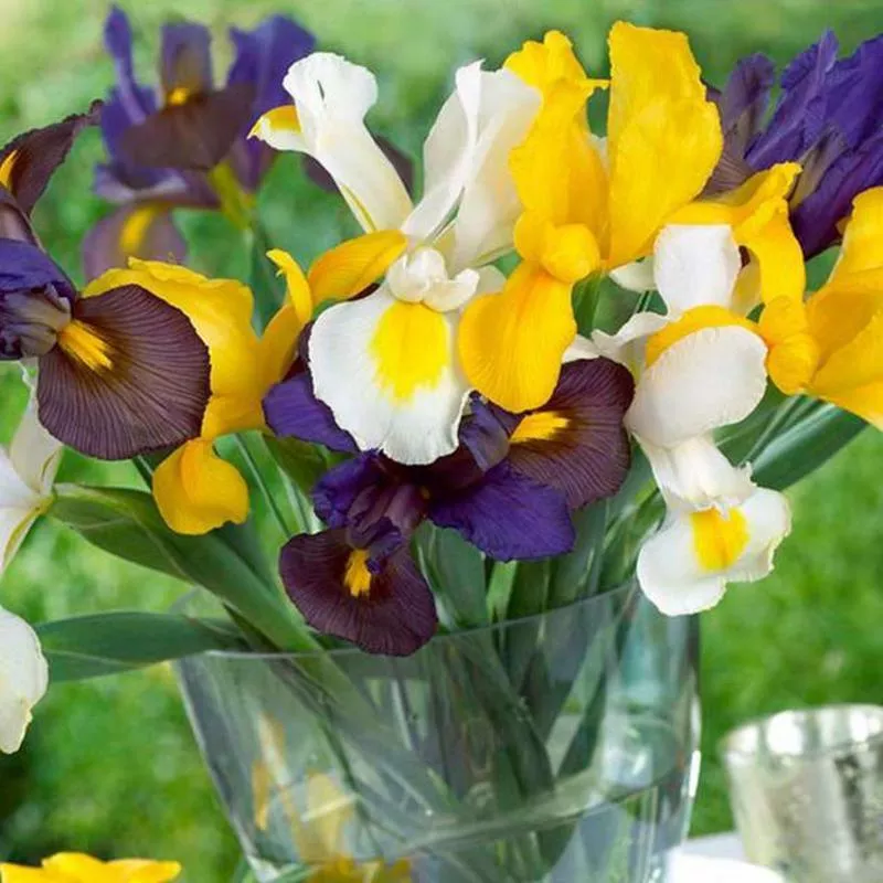 dutch-iris-hollandica-blend-30-pk (Dutch) Iris Hollandica Blend (30/pk)