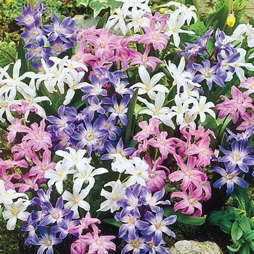 early-snow-glories-mixture Early Snow Glories Mixture