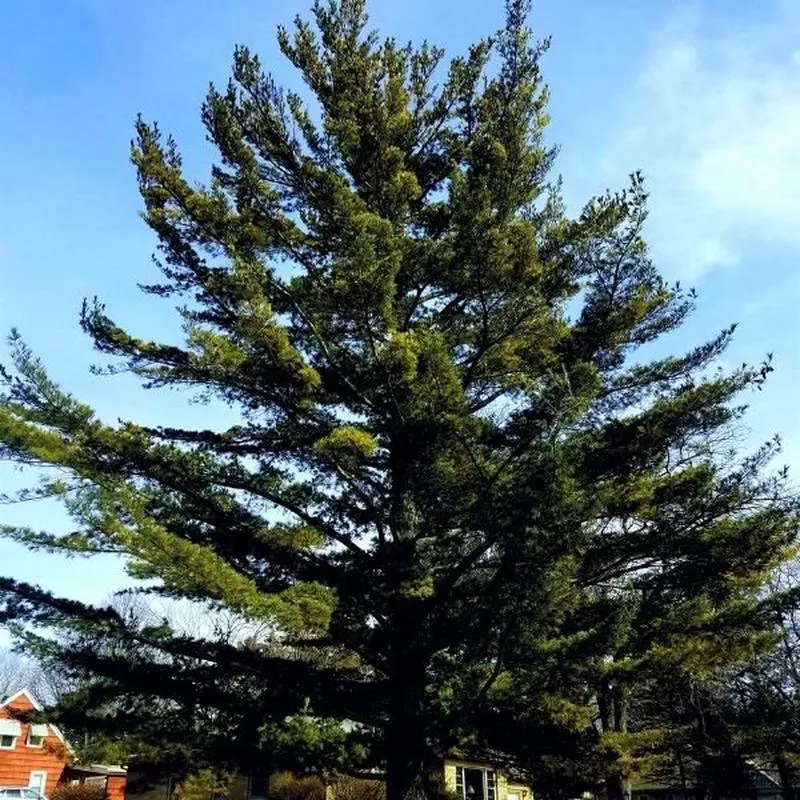 eastern-white-pine-tree Eastern White Pine Tree
