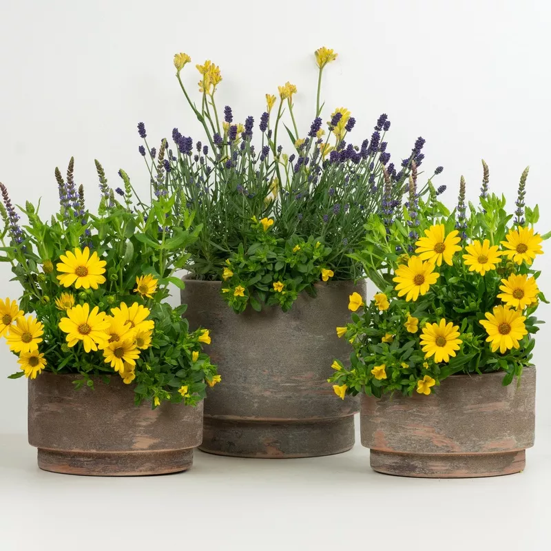 Easy Patio Starter | Garden Bundle