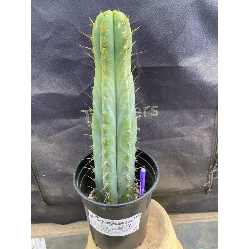 ec171-exact-trichocereus-peruvianus-oms-ornamental-cactus-14 #EC171 EXACT Trichocereus Peruvianus OMS Ornamental Cactus 14