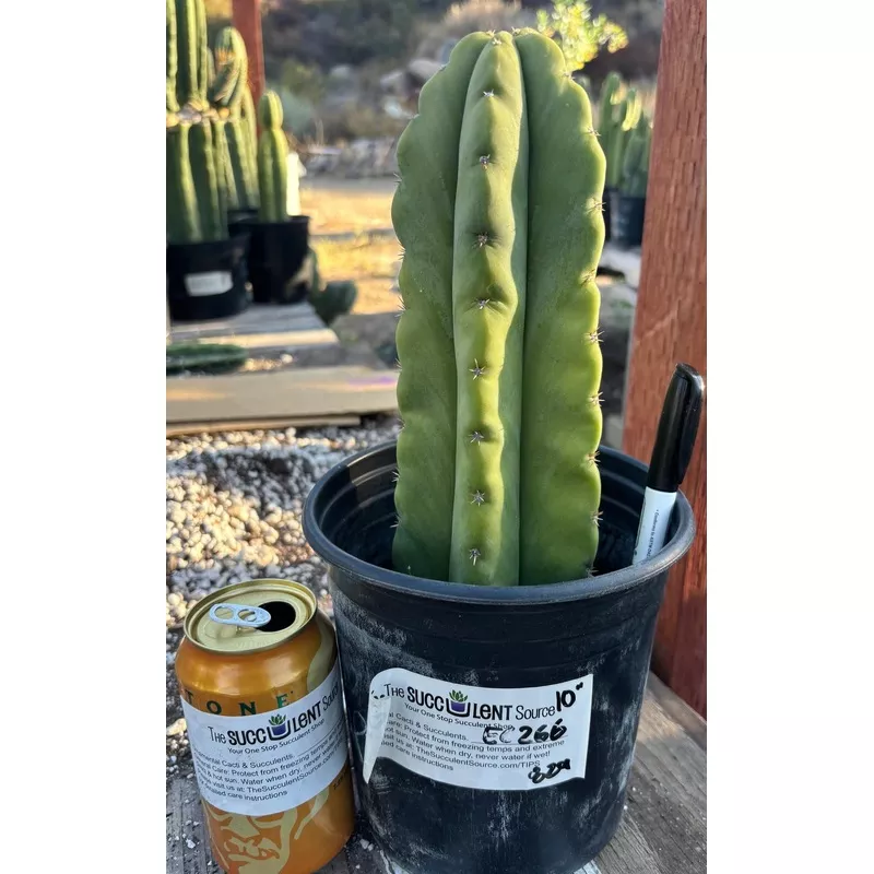 ec266-exact-trichocereus-pachanoi-skip-cactus10 #EC266 EXACT Trichocereus Pachanoi SKIP Cactus10