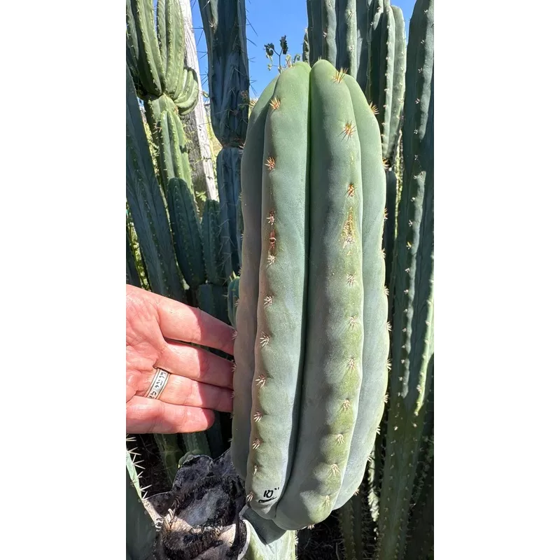 ec268-trichocereus-hybrid-scopulicola-heynes-x-peru-sharxx-blue-roof-raiser-cact #EC268 Trichocereus hybrid Scopulicola Heynes X Peru Sharxx Blue Roof Raiser Cactus Cuttings