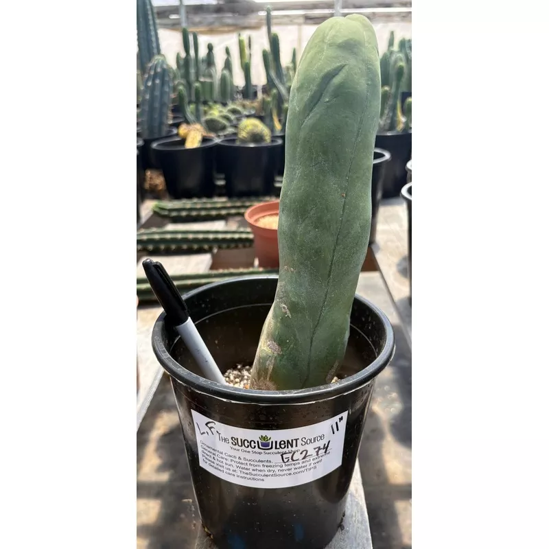 ec274-exact-trichocereus-bridgesii-monstrose-long-form-tbm-cactus-11 #EC274 EXACT Trichocereus Bridgesii Monstrose Long Form TBM Cactus 11
