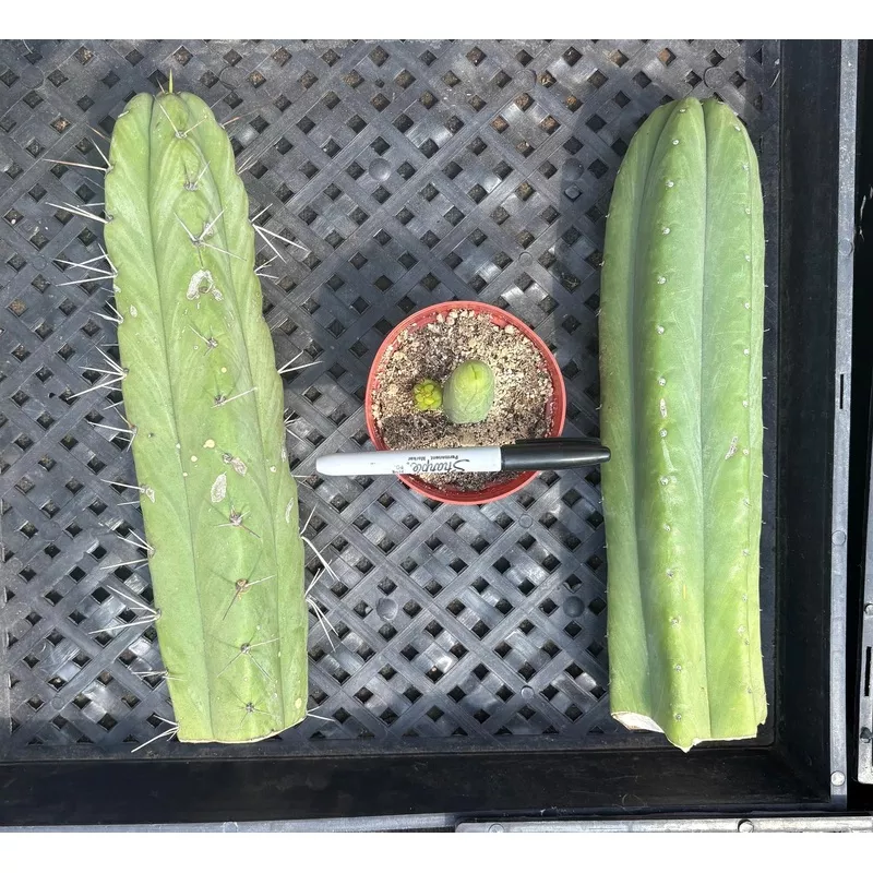 ec390-trichocereus-beginner-bargain-special-pachanoi-bridgesii-seedling-tbm-spec #EC390 Trichocereus Beginner Bargain Special Pachanoi, Bridgesii, seedling and a TBM Special