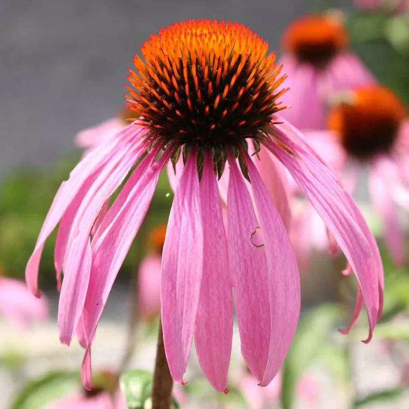 Echinacea Pallida Coneflower