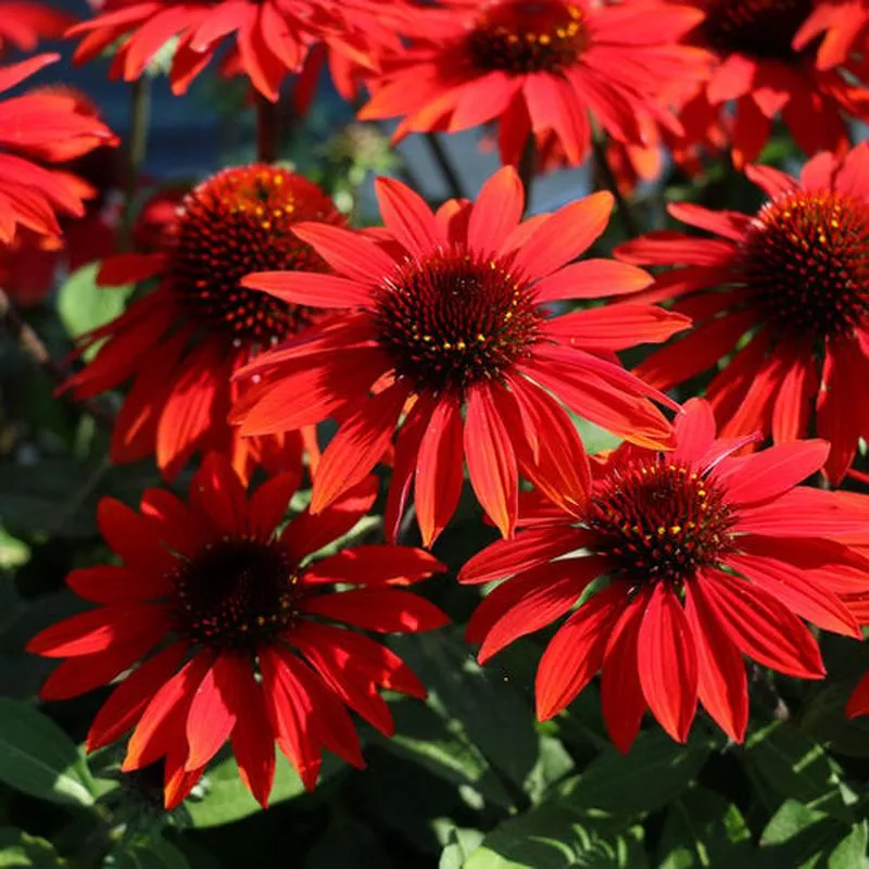 ECHINACEA SOMBRERO SANGRITA – QUART POT