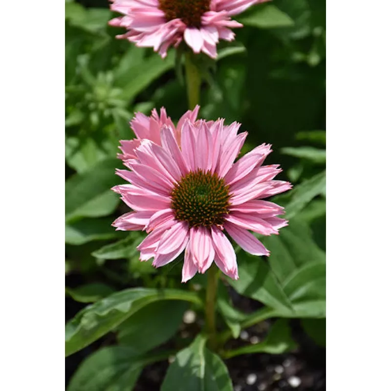 echinacea-sunseekers-salmon Echinacea Sunseekers Salmon