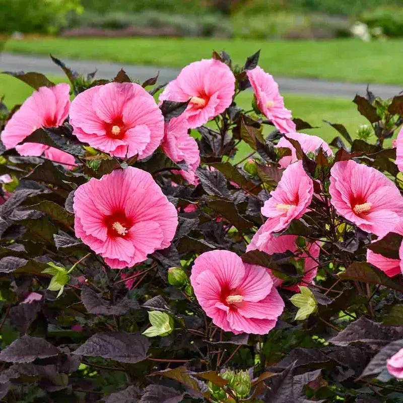 edge-night-hibiscus Edge of Night Hibiscus