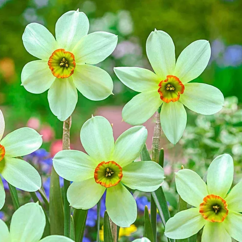 emerald-kiss-daffodil Emerald Kiss™Daffodil