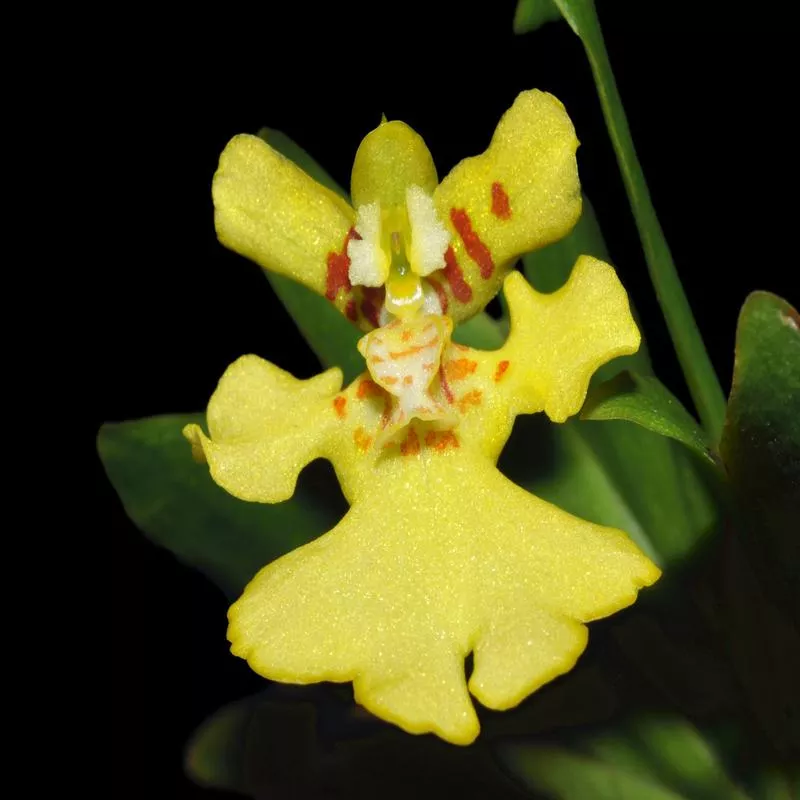 erycina-pusilla Erycina pusilla