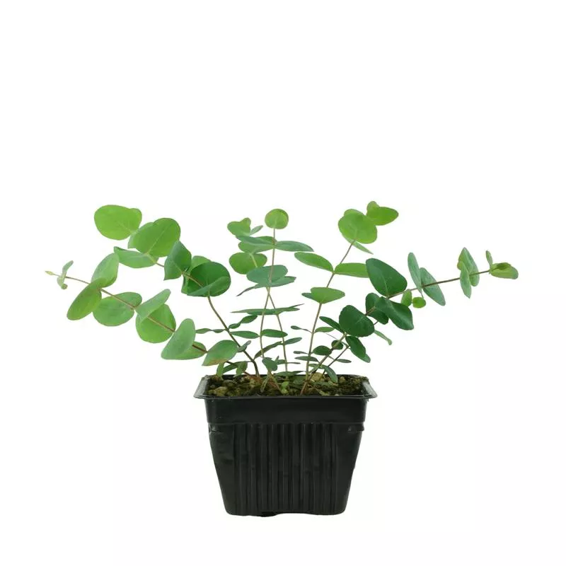 eucalyptus-cinerea Eucalyptus cinerea