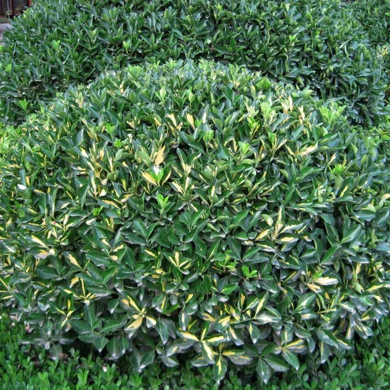 Euonymus - Moonshadow