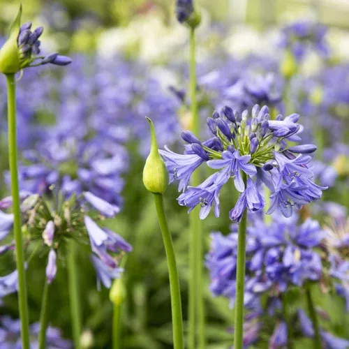 Ever Sapphire Agapanthus