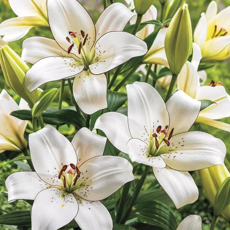 eyeliner-lily Eyeliner Lily
