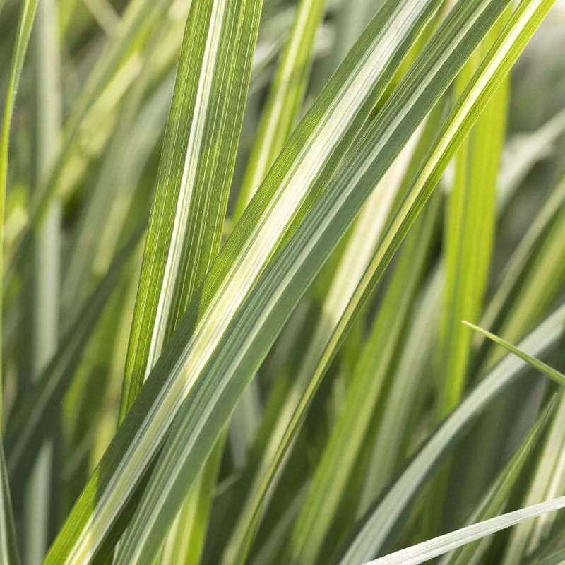 Feather Reed Grass - Avalanche