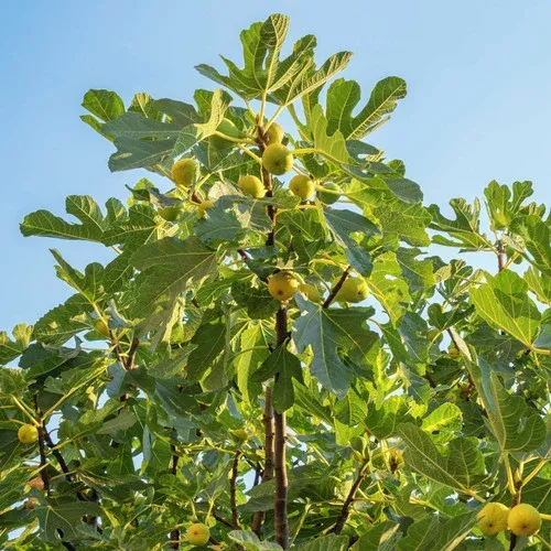 fig-orchard-pack Fig Orchard Pack