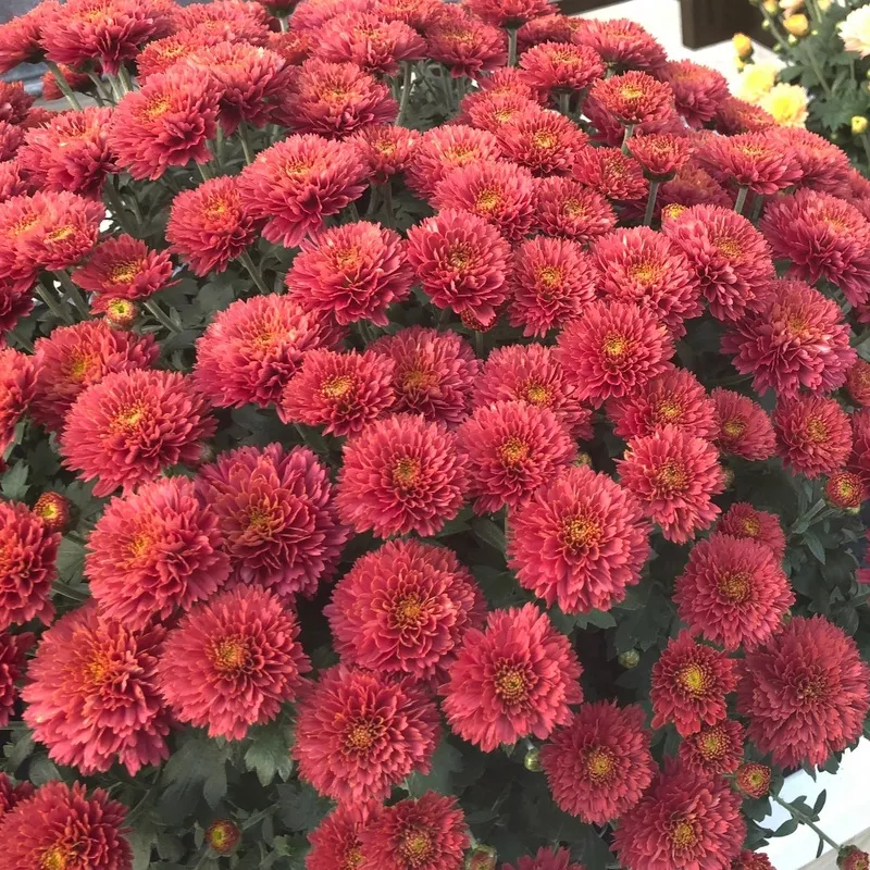 ‘Flamingo Cranberry’ Red Garden Mum (Chrysanthemum)