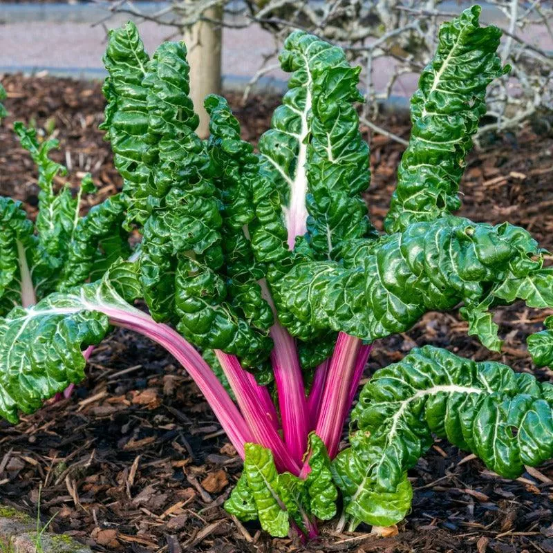flamingo-pink-chard Flamingo Pink Chard