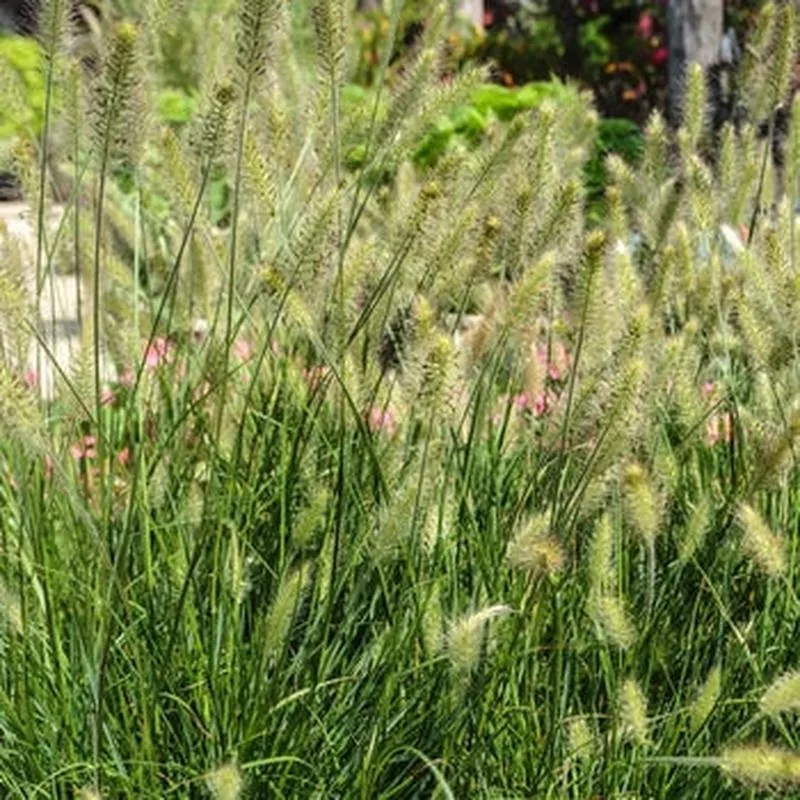 fountain-grass-hameln-dwarf Fountain Grass - Hameln Dwarf