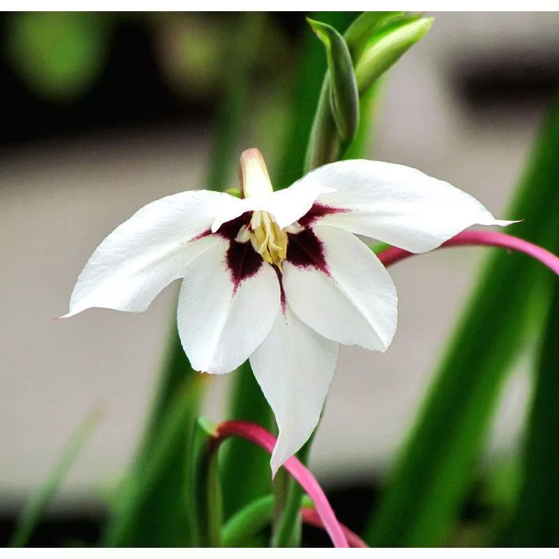 fragrant-gladiolus-acidanthera-murielae-20-pk (Fragrant Gladiolus) Acidanthera Murielae (20/pk)