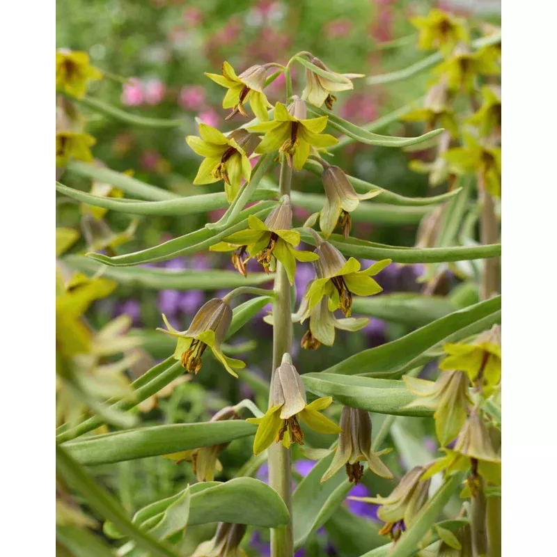 fritillaria-green-eyes Fritillaria ‘Green Eyes’