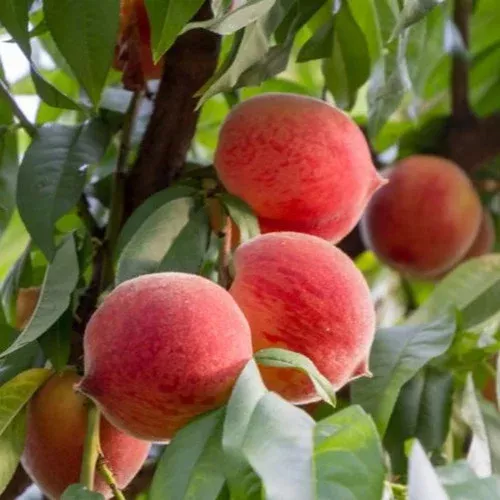 frost-peach-tree Frost Peach Tree