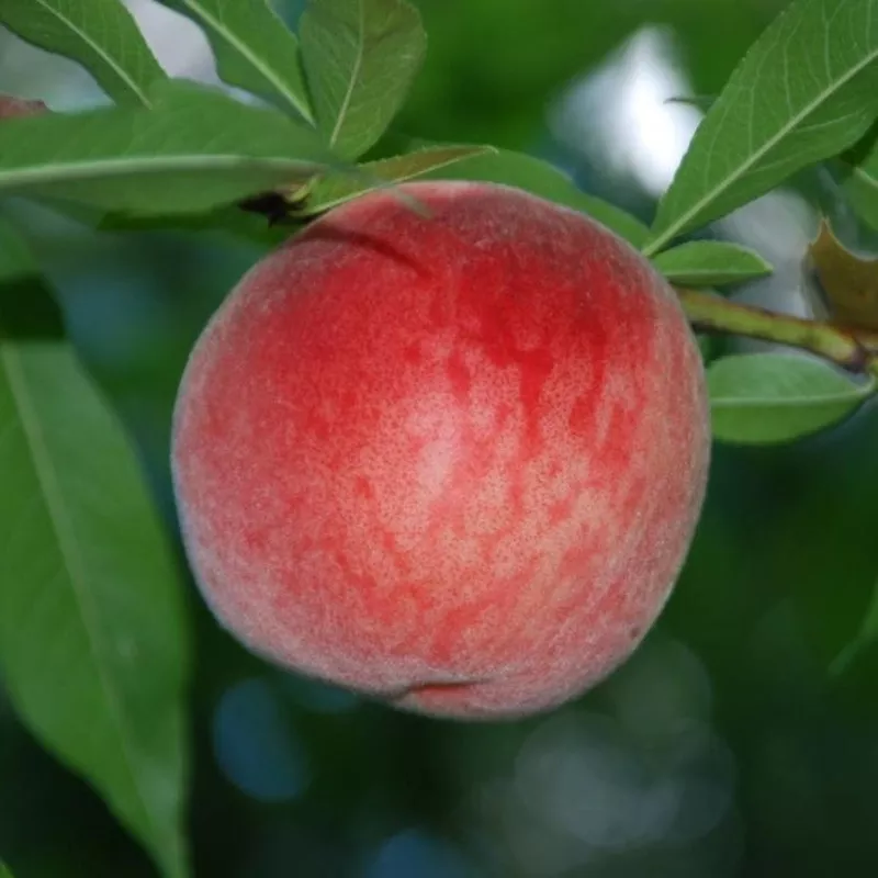 Fruit-Peach-Blushingstar dwf #7