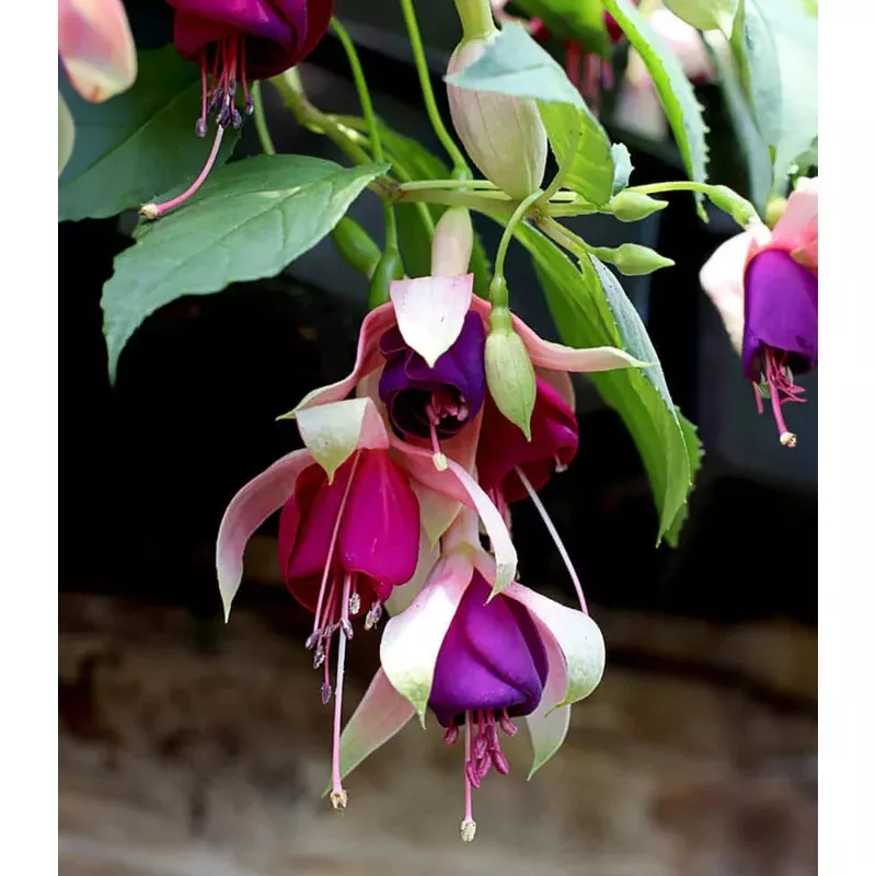 fuchsia-old-berkeley Fuchsia – Old Berkeley