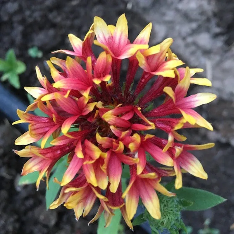 gaillardia-sundance Gaillardia Sundance