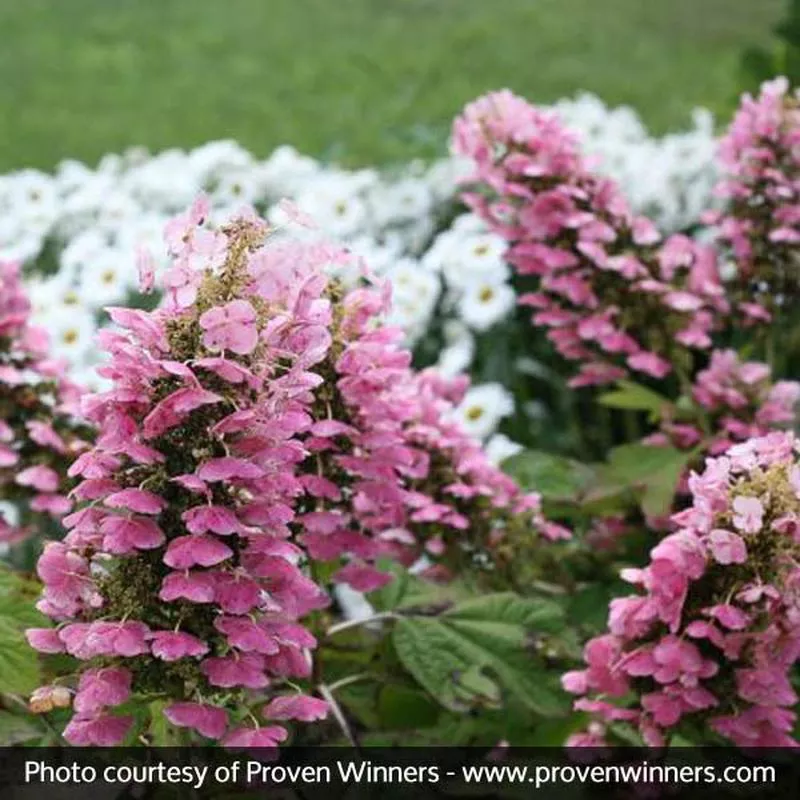 gatsby-pink-oakleaf-hydrangea Gatsby Pink Oakleaf Hydrangea