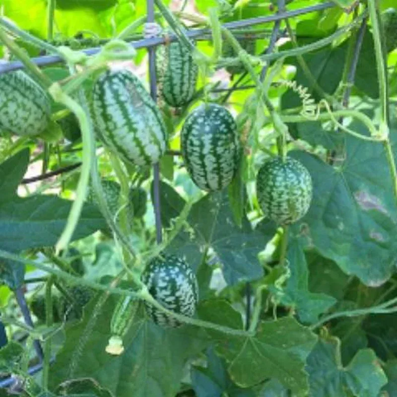 gerkin-mexican-sour Gerkin Mexican Sour