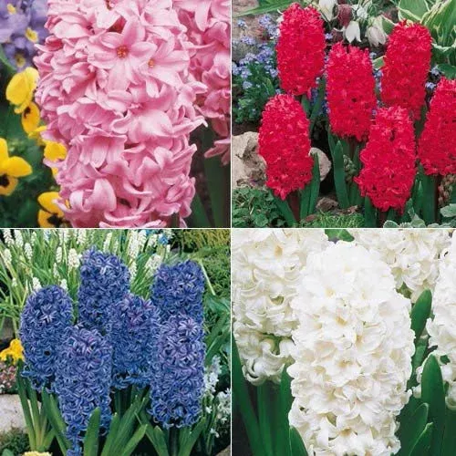 giant-hyacinth-collection Giant Hyacinth Collection