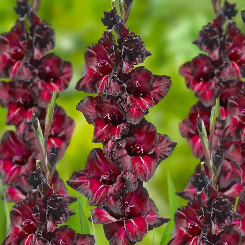 gladiolus-black-sea Gladiolus Black Sea